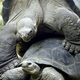 Illustration for article titled Giant Turtles ‘Divorce’ After Spending 115 Very Slow Years Together